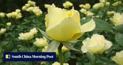 Coming up roses? How Trump planted a new seed for Chinese gift diplomacy