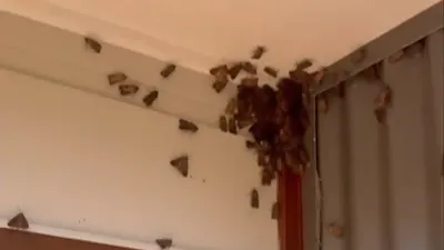 Residents stunned as Sydney hit by swarm of thousands of bogong moths
