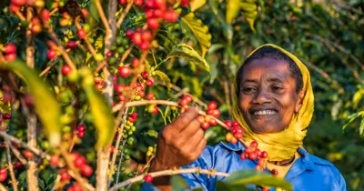 Could conflict in Ethiopia threaten coffee?