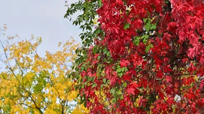 Herbstwetter: Am Wochenende viele Wolken und kaum Regen