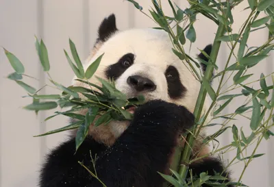 CNBC Daily Open: The return of panda diplomacy
