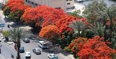Who Is Cutting Cairo’s Trees?