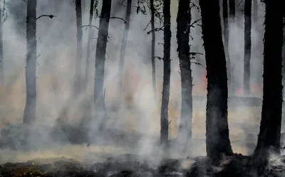 Western Sydney University experts available to comment on bushfire season